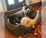 Small #4 Labrador Retriever Mix
