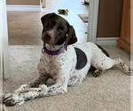 Small Photo #1 German Shorthaired Pointer Puppy For Sale in BELTON, TX, USA