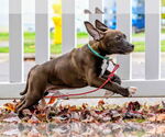 Small #4 Staffordshire Bull Terrier Mix