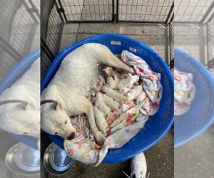 Dogo Argentino Puppy for sale in FOREST GROVE, OR, USA