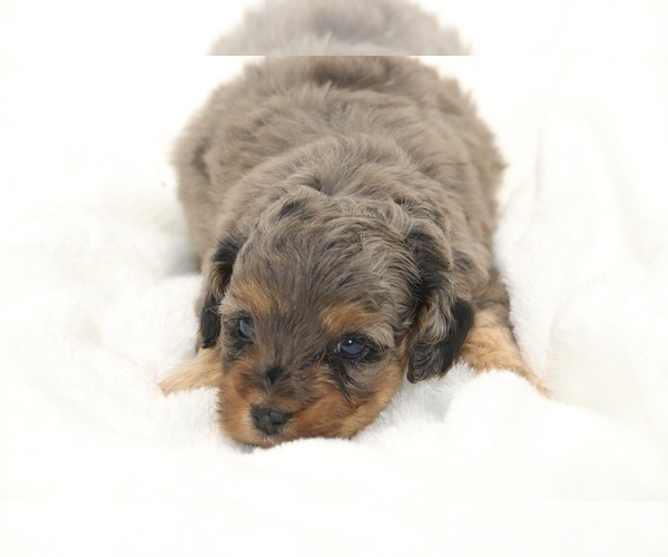 Medium Photo #3 Cockapoo Puppy For Sale in RIPLEY, TN, USA