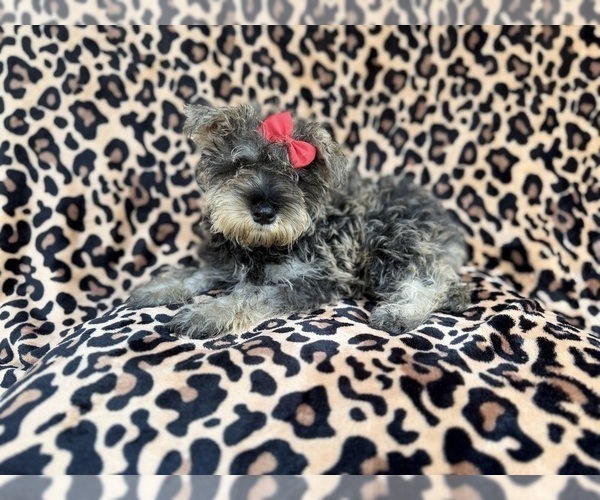Medium Photo #1 Schnauzer (Miniature) Puppy For Sale in LAKELAND, FL, USA