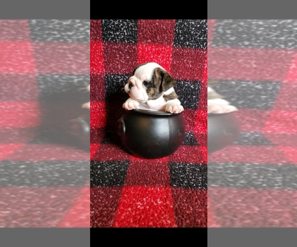 Medium Photo #3 English Bulldog Puppy For Sale in SPANAWAY, WA, USA