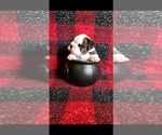 Small Photo #3 English Bulldog Puppy For Sale in SPANAWAY, WA, USA