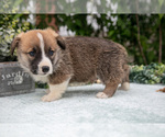 Small Photo #15 Pembroke Welsh Corgi Puppy For Sale in NEW CONCORD, OH, USA