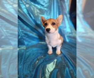 Welsh Cardigan Corgi Puppy for sale in WINDSOR, CO, USA