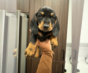 Dachshund Puppy for sale in SAN CLEMENTE, CA, USA