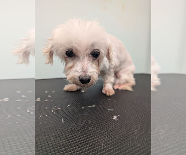 Medium Photo #6 Maltese Puppy For Sale in Holly Springs, NC, USA