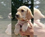 Small #1 Labrador Retriever