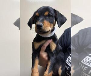 Labrottie Dogs for adoption in Rockwall, TX, USA