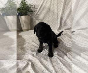 Bernedoodle-Doodle Mix Puppy for sale in GRETNA, NE, USA