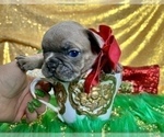 Small #93 French Bulldog