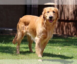 Golden Retriever Dogs for adoption in Glendale , AZ, USA