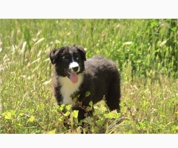 Medium Photo #2 Australian Shepherd Puppy For Sale in ACTON, CA, USA