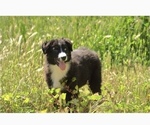 Small #1 Australian Shepherd