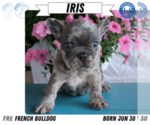 Small #10 French Bulldog