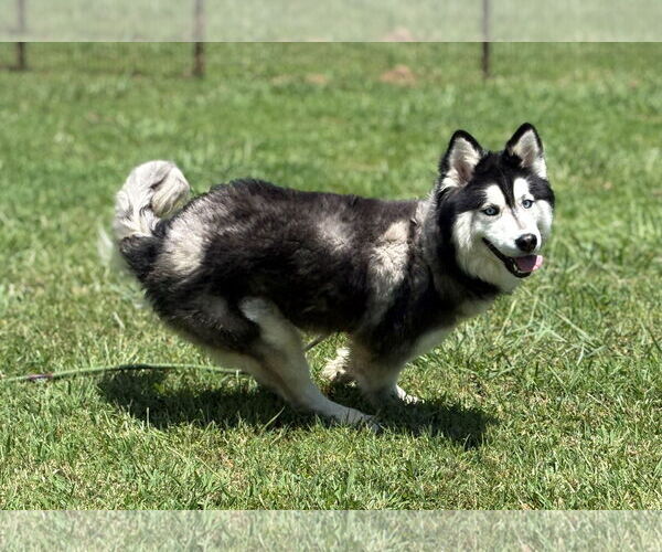 Medium Photo #4 - Mix Puppy For Sale in Virginia Beach, VA, USA