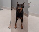 Small Doberman Pinscher Mix