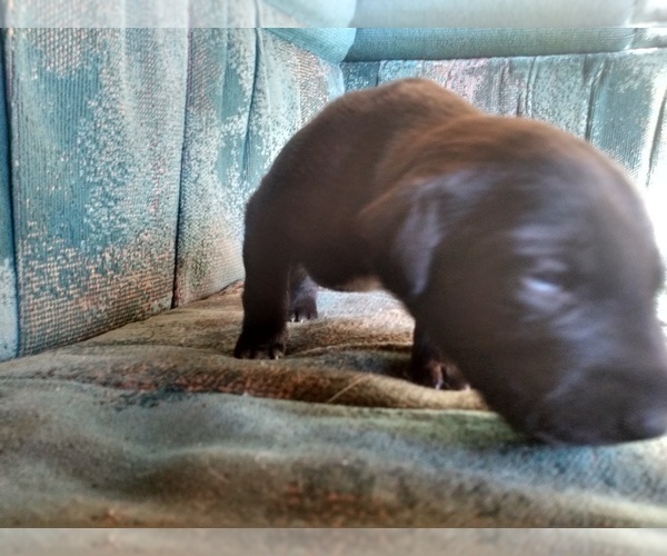 Medium Photo #5 Belgian Malinois-German Shorthaired Pointer Mix Puppy For Sale in SALINAS, CA, USA