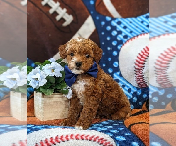 Medium Photo #2 Poodle (Toy)-ShihPoo Mix Puppy For Sale in LINCOLN UNIVERSITY, PA, USA