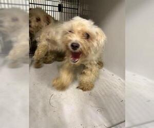 Mal-Shi Dogs for adoption in Houston, TX, USA