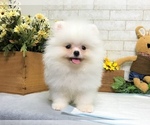 Small Photo #6 Pomeranian Puppy For Sale in SEATTLE, WA, USA