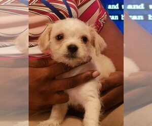 Chihuahua-Peke-A-Poo Mix Dogs for adoption in AMERICUS, GA, USA