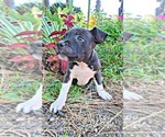 Small Photo #3 Staffordshire Bull Terrier Puppy For Sale in HOUSTON, TX, USA