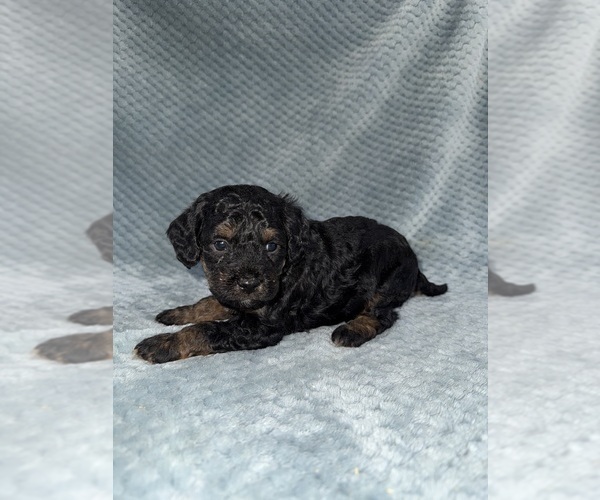 Medium Photo #29 Cavapoo mix (+ Poodle Miniature) Puppy For Sale in MUNFORDVILLE, KY, USA