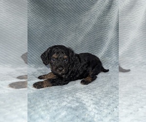 Medium Cavapoo mix (+ Poodle Miniature)