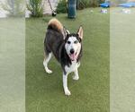 Small #1 Siberian Husky Mix