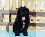 Small Photo #1 Miniature Bernedoodle Puppy For Sale in CINCINNATI, OH, USA
