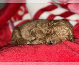 Poodle (Standard) Puppy for sale in TULARE, CA, USA