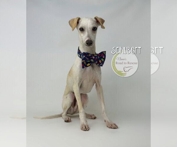 Medium Photo #1 Italian Greyhound Puppy For Sale in Benton, LA, USA