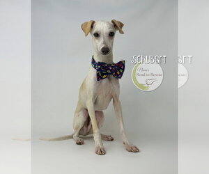 Italian Greyhound Dogs for adoption in Benton, LA, USA