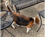 Small #5 Beagle