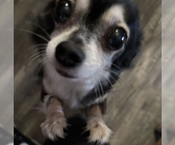 Medium Photo #4 Chihuahua Puppy For Sale in Macon, MO, USA
