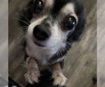 Small #3 Chihuahua