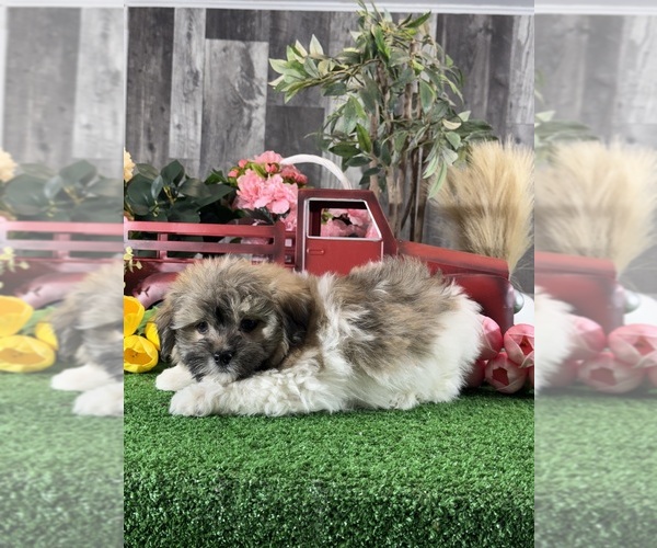 Medium Photo #5 Havanese Puppy For Sale in CANOGA, NY, USA