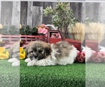 Small #4 Havanese