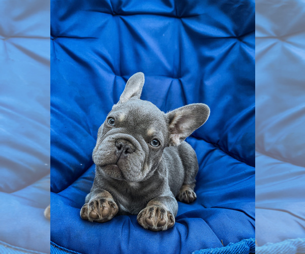 Medium Photo #1 French Bulldog Puppy For Sale in FERNDALE, WA, USA