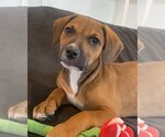Small Photo #12 Boxer-Unknown Mix Puppy For Sale in McKinney, TX, USA
