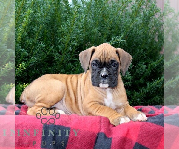 Medium Photo #3 Boxer Puppy For Sale in QUARRYVILLE, PA, USA