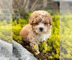 Small Photo #5 Poovanese Puppy For Sale in CAPAC, MI, USA