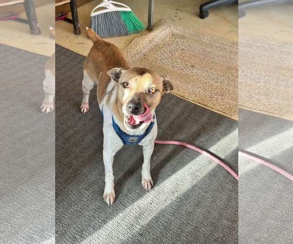 Medium Photo #3 Jack-Rat Terrier Puppy For Sale in Westwood, NJ, USA