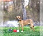 Small #7 Mutt