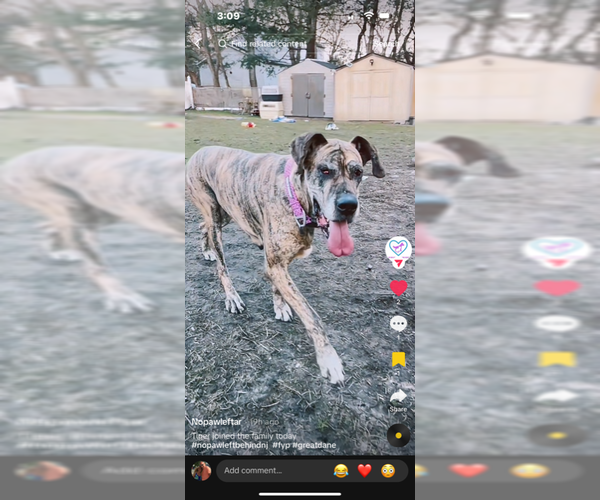 Medium Photo #3 Great Dane-Unknown Mix Puppy For Sale in Jackson Township, NJ, USA