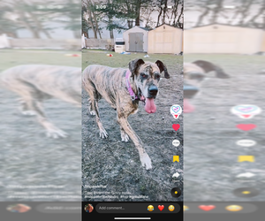 Dana - Female Great Dane-Unknown Mix Dog for Adoption - Photo #3