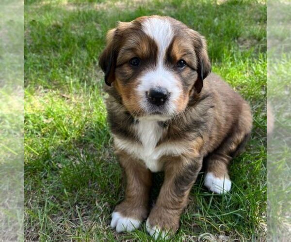 Medium Photo #2 Great Bernese Puppy For Sale in IOLA, WI, USA