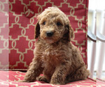 Small Photo #7 Goldendoodle-Poodle (Standard) Mix Puppy For Sale in PARADISE, PA, USA